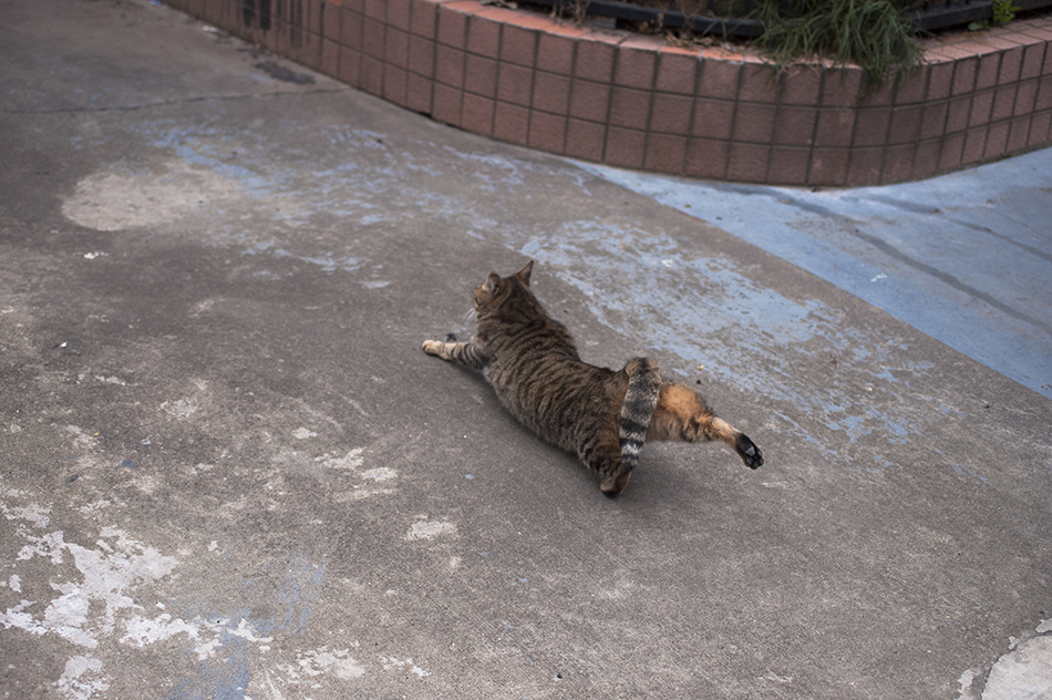 花坛里孤独的小猫看到我跑出来伸懒腰