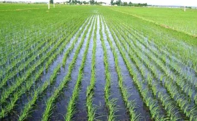 湖北将尽可能压减早稻种植面积，调增中稻和一季晚稻种植面积