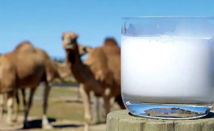 骆驼奶究竟有多营养？能降糖护肝抗癌吗？
