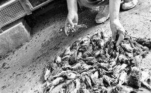 河北遵化一废弃屋内藏7000余被捕野鸟，遭人喂药“催肥”
