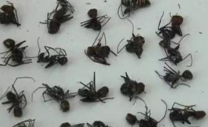 河南初中生海淘20只巨型蚂蚁当宠物，海关：系外来有害生物