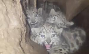 全球罕见画面：四川石渠三只雪豹幼崽在隧洞里等妈妈被拍到