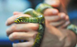 中国科学家首次成功繁育全球最美的蛇，其影像首度曝光