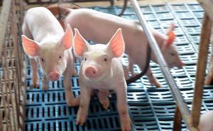 生猪养殖业面临治污挑战，山东、广东等多地加快拆除猪场