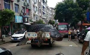 福建霞浦官方通报鲸鲨被切割宰杀事件：1名犯罪嫌疑人被刑拘