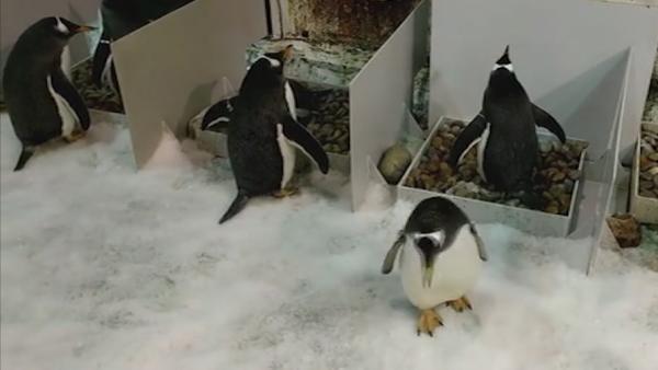 大连：南极企鹅为筑爱巢“偷窃”鹅卵石