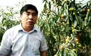 新疆尉犁副县长发视频卖枣走红，称“订单已爆仓”