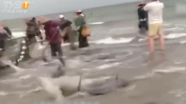 两批海豚轮流搁浅海滩，众人齐心救援