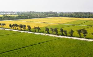 国家粮食局局长：国办印发《意见》着力增加绿色优质粮食供给