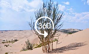 360°全景｜库布其：向世界提供防治荒漠化“中国方案”
