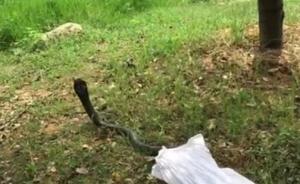 湖南湘潭一男子在公园“放生”眼镜蛇续：人被拘，蛇仍未找到