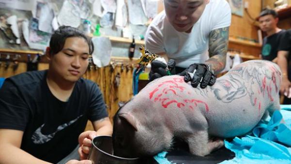 怕它疼打麻药，纹身师给猪纹身