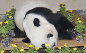 北京亚运会吉祥物“盼盼”原型大熊猫巴斯去世，享年37岁