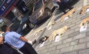 宜昌一餐馆老板用弓弩捕杀8条狗，被狗主人驾车追赶撞停