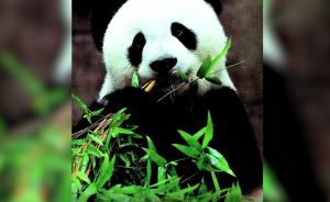 “盼盼”原型大熊猫去世，享年37岁