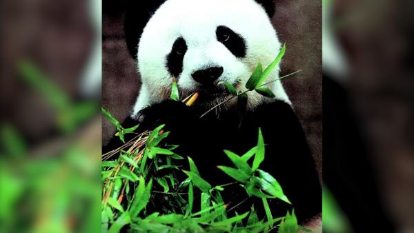 “盼盼”原型大熊猫去世，享年37岁