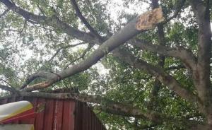 货车刮断广州一村口榕树枝，村民以风水树为由索赔十八万八千