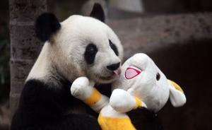 福州市民携邮票、旗帜悼念熊猫巴斯，它的器官将用于科学研究
