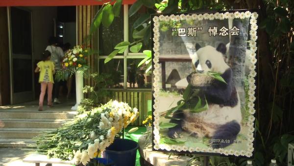 中外粉丝送别“最长寿圈养大熊猫”巴斯