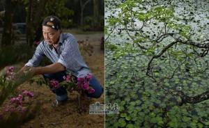 七旬归侨郑文泰25年投入上亿在海南修复热带雨林