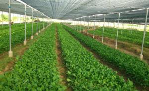 上海将划定50万亩蔬菜生产保护区，发展高效生态农业