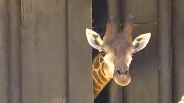 动物园长颈鹿拨开门，带领伙伴“逃脱”