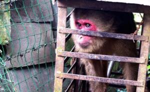 野生短尾猴被关养8年，云南怒江森警解救：野化训练后将放归
