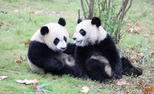 大熊猫龙凤胎“月月半半”下月满周岁，系列庆生活动今启动