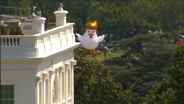 “特朗普鸡”现白宫外草坪：讽其软弱
