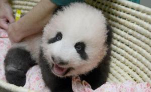 旅日大熊猫宝宝征名结果出炉，被定名为“香香”