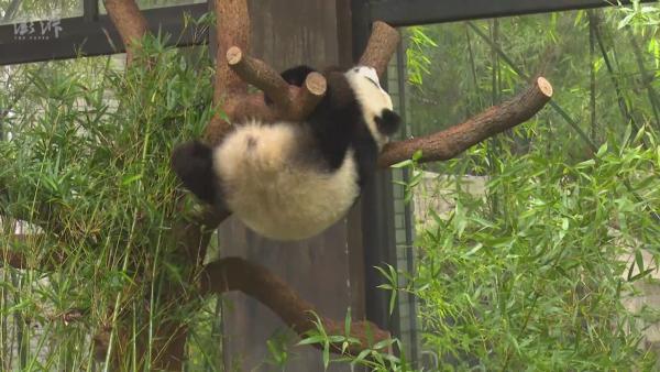 龙凤胎家庭为上海首对大熊猫龙凤胎庆生