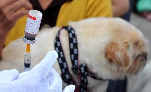 动保组织：确保70%以上犬只免疫，才能建立狂犬病有效屏障