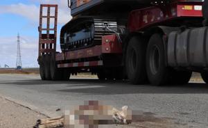 一只藏原羚在青藏公路可可西里路段被撞死，系二级保护动物