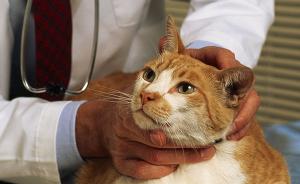 济南市民带宠物猫看病两家医院诊费差上万，物价局：尚无标准