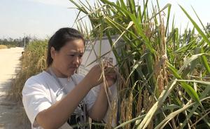 袁隆平“海水稻”今日测产，未来在中国2.8亿亩盐碱地推广