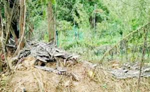 四川南部县出逃78条鳄鱼5条仍未寻获，组织渔民沿河捕捞