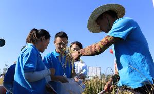 青岛试种海水稻亩产最高超600公斤，袁隆平：可以打优秀