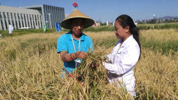 袁隆平的海水稻：最高亩产超620公斤