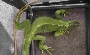 国家二级保护动物绿鬣蜥“离家出走”，昆明森警成功救助