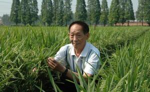 专家组：“低镉稻”技术培育的水稻平均含镉量下降90%以上