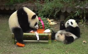 龙凤胎大熊猫周岁啦！来看它们“抓周”