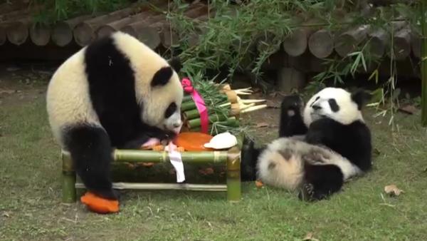 龙凤胎大熊猫周岁啦！来看它们“抓周”