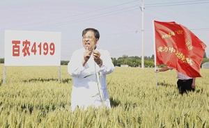 制种纯度达99.9％，中国赢得杂交小麦育种话语权