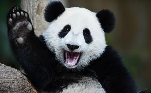 出生在马来西亚的大熊猫“暖暖”将被送回中国