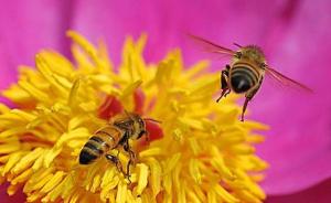 报告：六大洲蜂蜜皆含杀虫剂，尚在人类安全食用范围之内