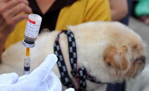 东莞狗伤人事件增多：“家养犬只需打疫苗”规定系非强制性