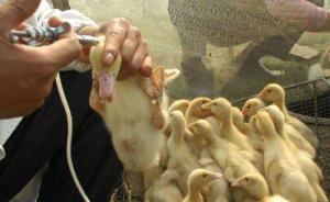 从今年秋季开始，河南省全面开展家禽H7N9免疫