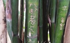 岳麓书院竹林遭游客刻字，其中还有日文和韩文