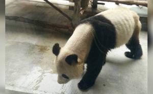 患牙病大熊猫瘦成皮包骨：食量正恢复