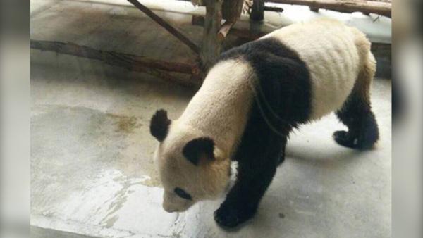 患牙病大熊猫瘦成皮包骨：食量正恢复